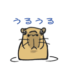 カピちゃん（個別スタンプ：3）