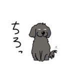 うちの黒犬（個別スタンプ：40）