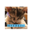 びあむぎ（個別スタンプ：1）