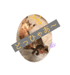 びあむぎ（個別スタンプ：6）