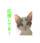 我が家の猫 みーちゃんとピート（個別スタンプ：8）