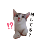 猫のこなつちゃんのスタンプです。（個別スタンプ：1）
