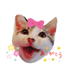 猫のこなつちゃんのスタンプです。（個別スタンプ：2）
