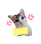 猫のこなつちゃんのスタンプです。（個別スタンプ：4）