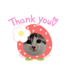 猫のこなつちゃんのスタンプです。（個別スタンプ：7）