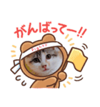 猫のこなつちゃんのスタンプです。（個別スタンプ：8）