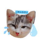 猫のこなつちゃんのスタンプです。（個別スタンプ：12）