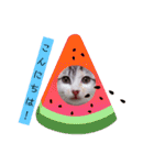 猫のこなつちゃんのスタンプです。（個別スタンプ：14）