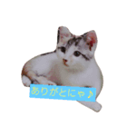 猫のこなつちゃんのスタンプです。（個別スタンプ：15）