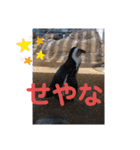 たけしの スタンプ その13（個別スタンプ：19）