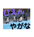 たけしの スタンプ その13（個別スタンプ：21）