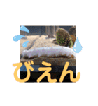 たけしの スタンプ その13（個別スタンプ：23）