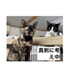 青い鳥動物愛護会2020CF応援スタンプ（個別スタンプ：4）