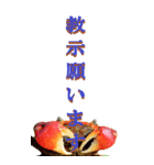 仕事用で使う言葉をカニから～BIG（個別スタンプ：36）