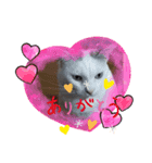 仲良しキャットファミリー17（個別スタンプ：1）
