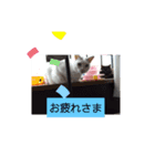 仲良しキャットファミリー17（個別スタンプ：4）