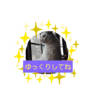 仲良しキャットファミリー17（個別スタンプ：5）