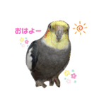 ぴとみの家のインコたち（個別スタンプ：1）
