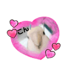 ぴとみの家のインコたち（個別スタンプ：2）