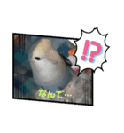 ぴとみの家のインコたち（個別スタンプ：4）