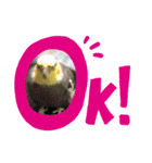 ぴとみの家のインコたち（個別スタンプ：5）