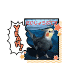 ぴとみの家のインコたち（個別スタンプ：6）