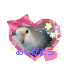 ぴとみの家のインコたち（個別スタンプ：7）