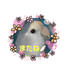ぴとみの家のインコたち（個別スタンプ：8）