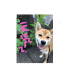 うふふっ小春2（個別スタンプ：9）
