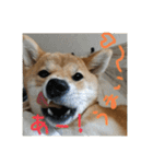 うふふっ小春2（個別スタンプ：13）