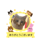 イヌネコ♡（個別スタンプ：16）