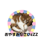 イヌネコ♡（個別スタンプ：25）