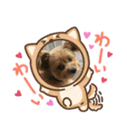 イヌネコ♡（個別スタンプ：33）