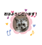 イヌネコ♡（個別スタンプ：34）