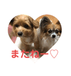 イヌネコ♡（個別スタンプ：36）