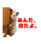 ハムスターやっこさんのスタンプです。（個別スタンプ：2）