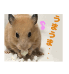 ハムスターやっこさんのスタンプです。（個別スタンプ：3）