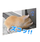 ハムスターやっこさんのスタンプです。（個別スタンプ：4）