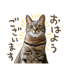 猫ちゃん写真スタンプ【HAKULTS】（個別スタンプ：1）