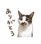 猫ちゃん写真スタンプ【HAKULTS】（個別スタンプ：2）