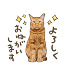 猫ちゃん写真スタンプ【HAKULTS】（個別スタンプ：4）