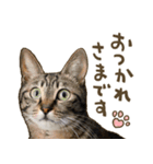 猫ちゃん写真スタンプ【HAKULTS】（個別スタンプ：5）