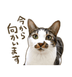 猫ちゃん写真スタンプ【HAKULTS】（個別スタンプ：6）