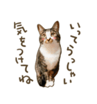 猫ちゃん写真スタンプ【HAKULTS】（個別スタンプ：7）