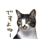 猫ちゃん写真スタンプ【HAKULTS】（個別スタンプ：8）