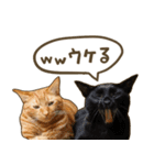 猫ちゃん写真スタンプ【HAKULTS】（個別スタンプ：14）
