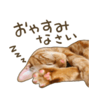 猫ちゃん写真スタンプ【HAKULTS】（個別スタンプ：16）