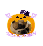 ぶさかわスカイ君(ハロウィン)（個別スタンプ：2）