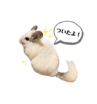 おもぽての吹き出しスタンプ♡（個別スタンプ：11）
