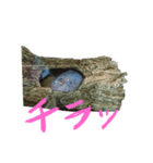 元気系しげるです。（個別スタンプ：1）